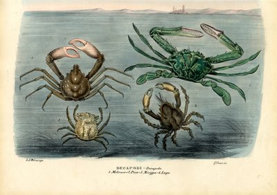 Crustaceans by Raimundo Petraroja